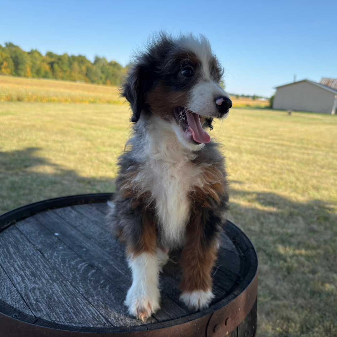 Merle-Bernedoodle