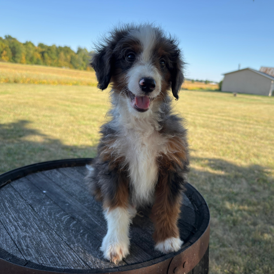 Merle-Bernedoodle