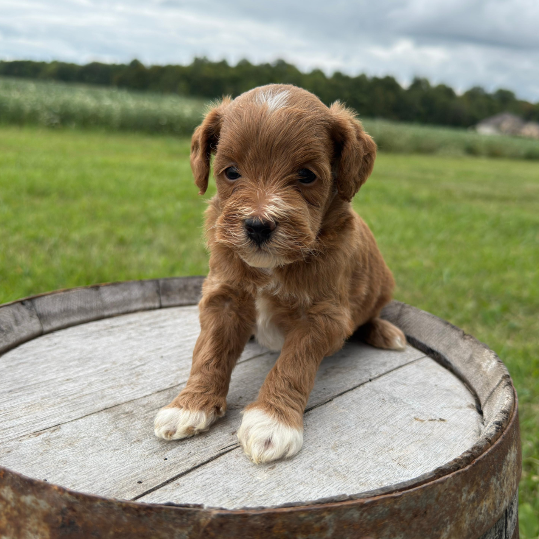 Micro-Goldendoodles