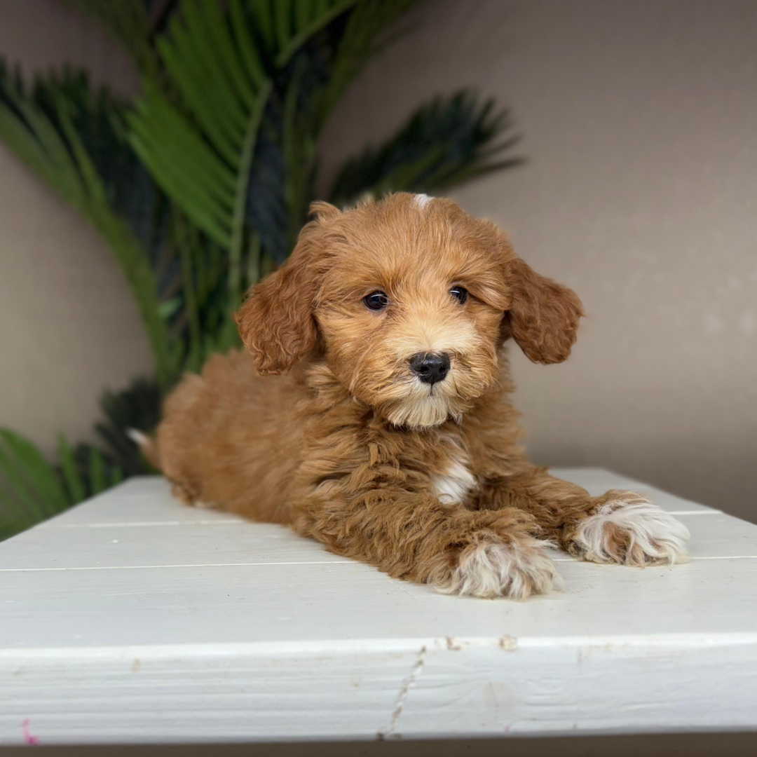 Micro-Goldendoodle-Breeder