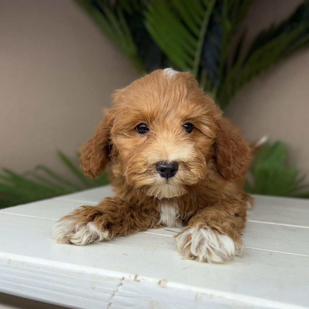 Micro-Goldendoodle-Breeder