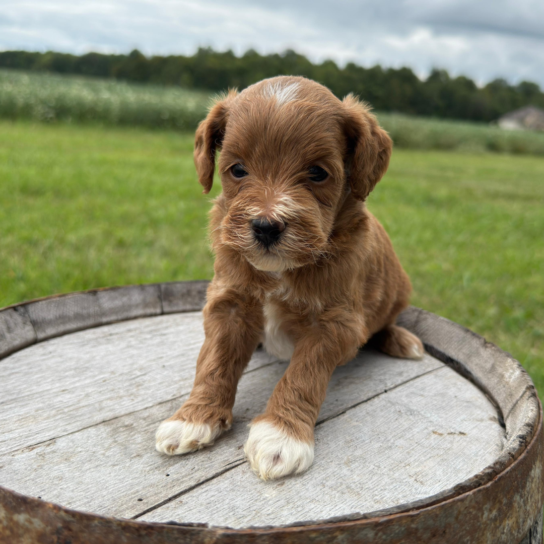 Micro-Goldendoodles