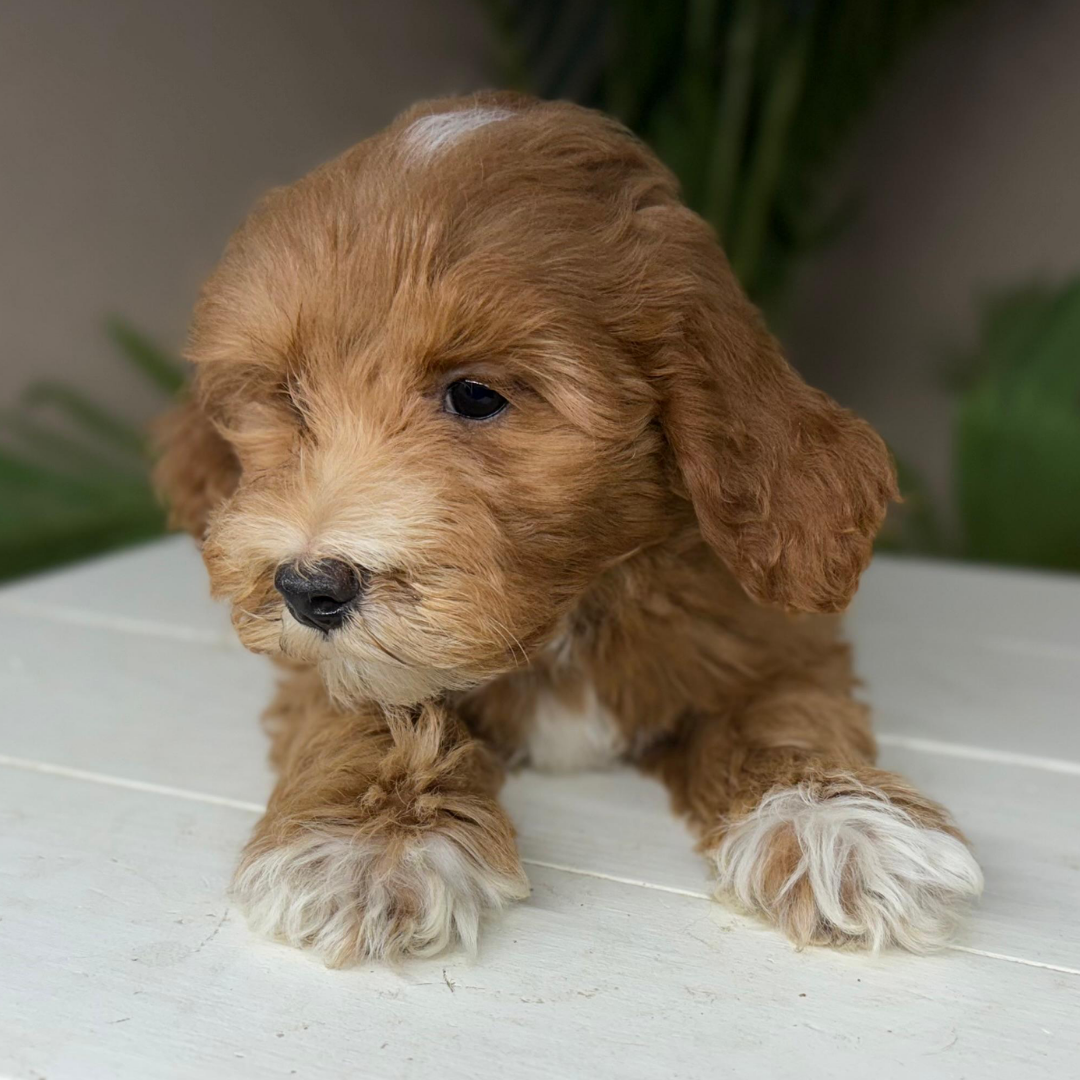 Micro-Goldendoodle-Breeder
