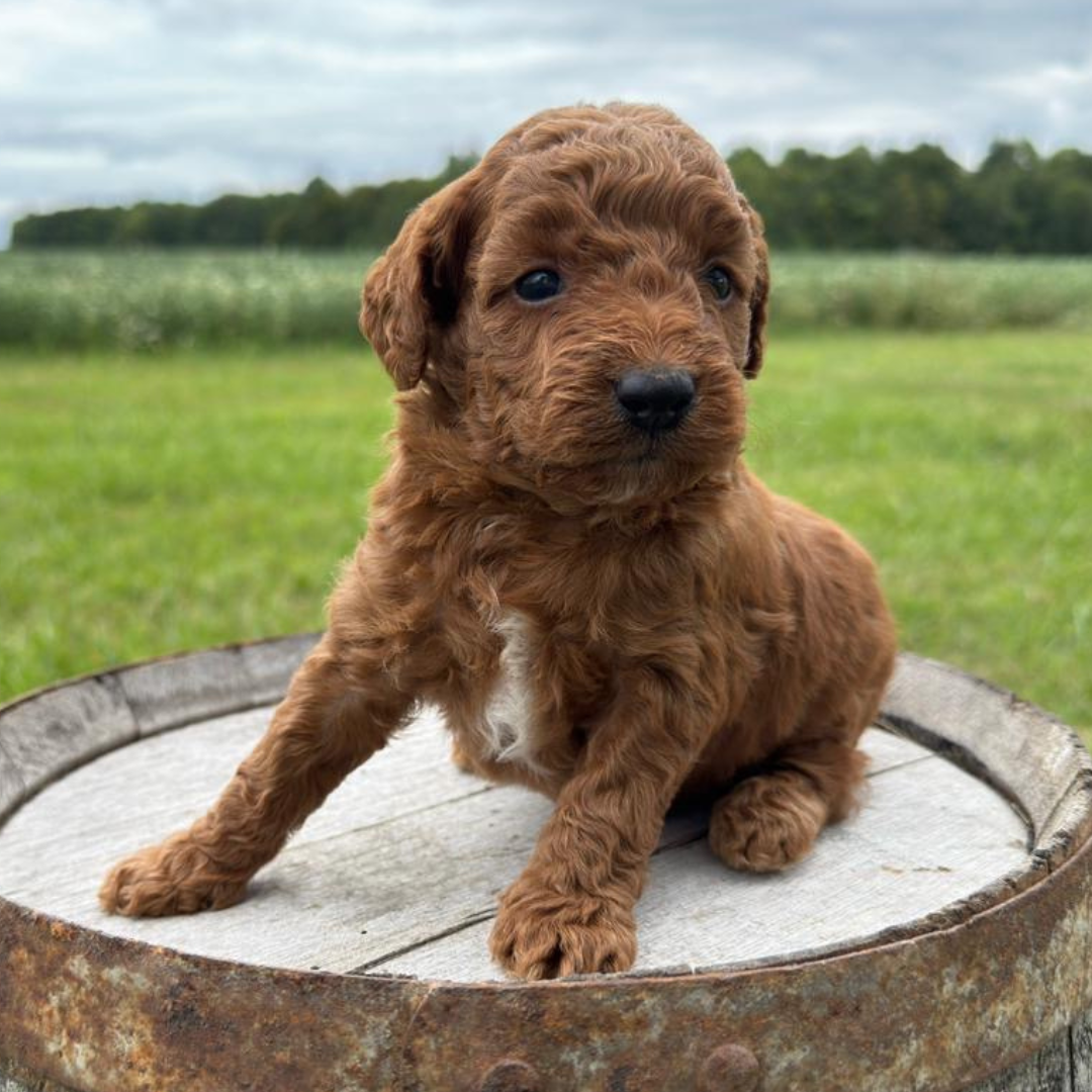 Micro-Goldendoodle