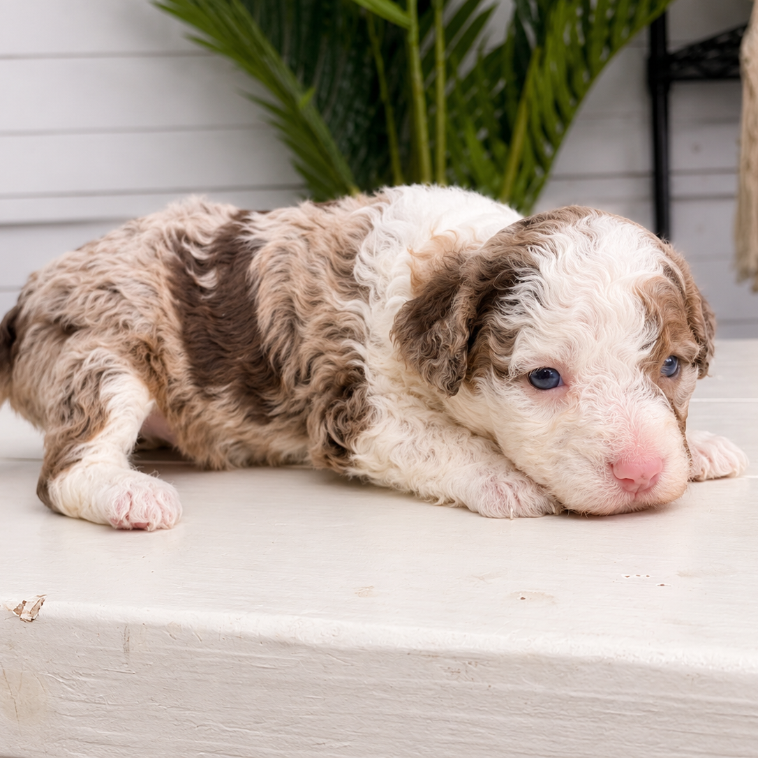 Merle-Bernedoodle-Breeder