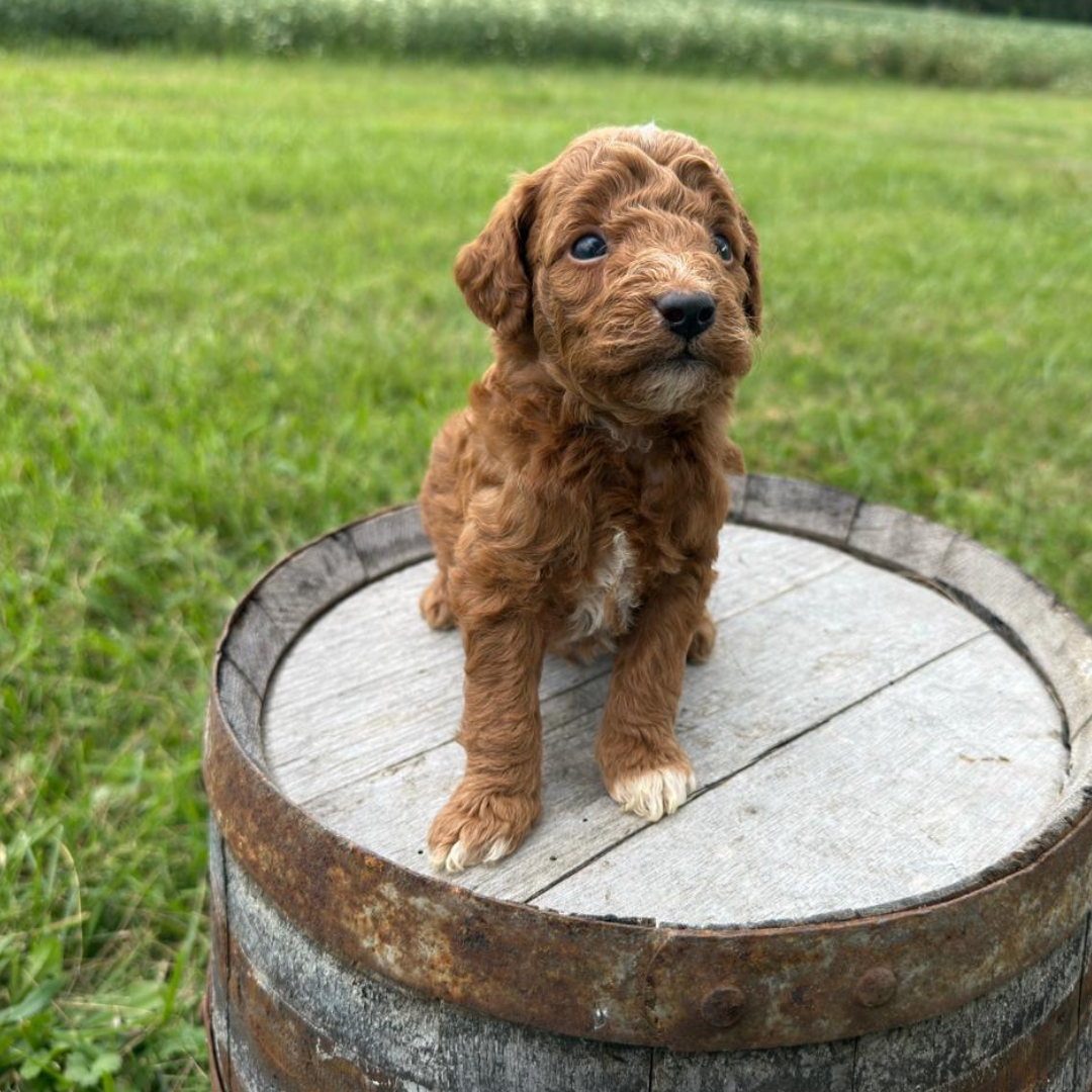 Micro-Goldendoodle