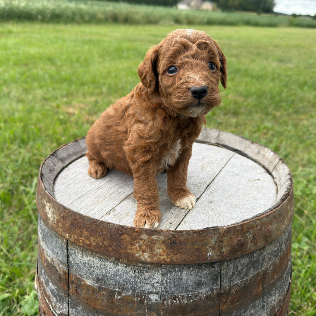 Micro-Goldendoodle
