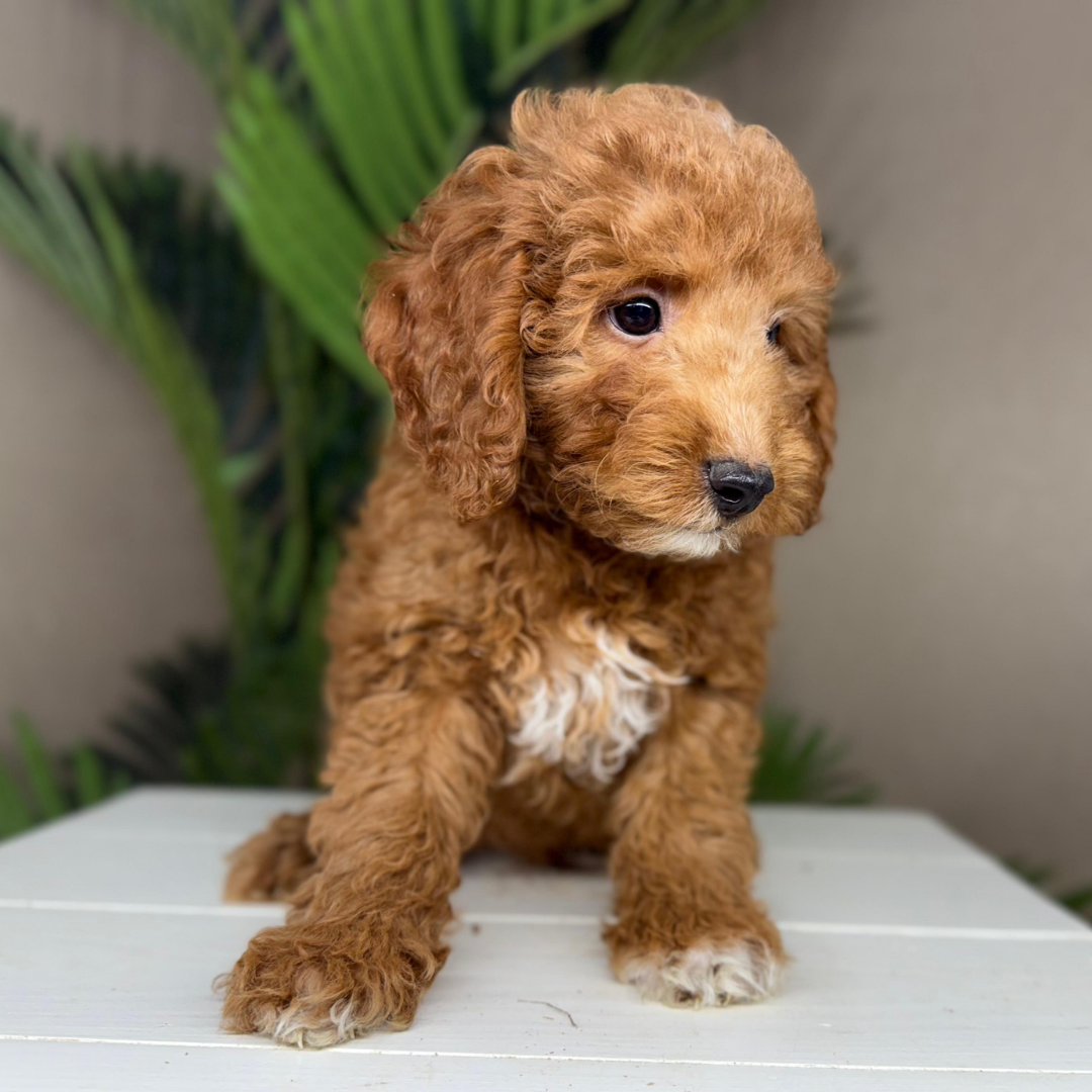 Micro-Goldendoodle-Breeder