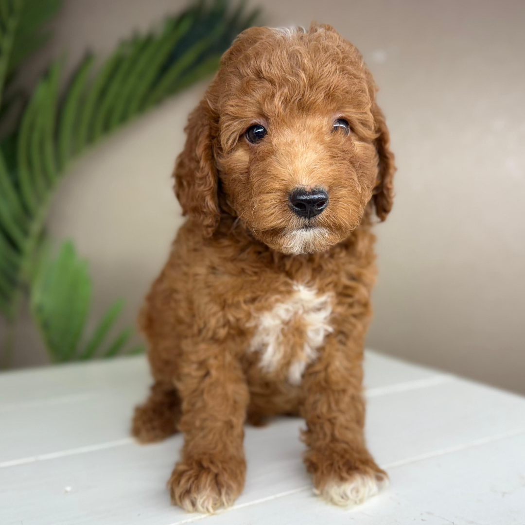 Micro-Goldendoodle-Breeder