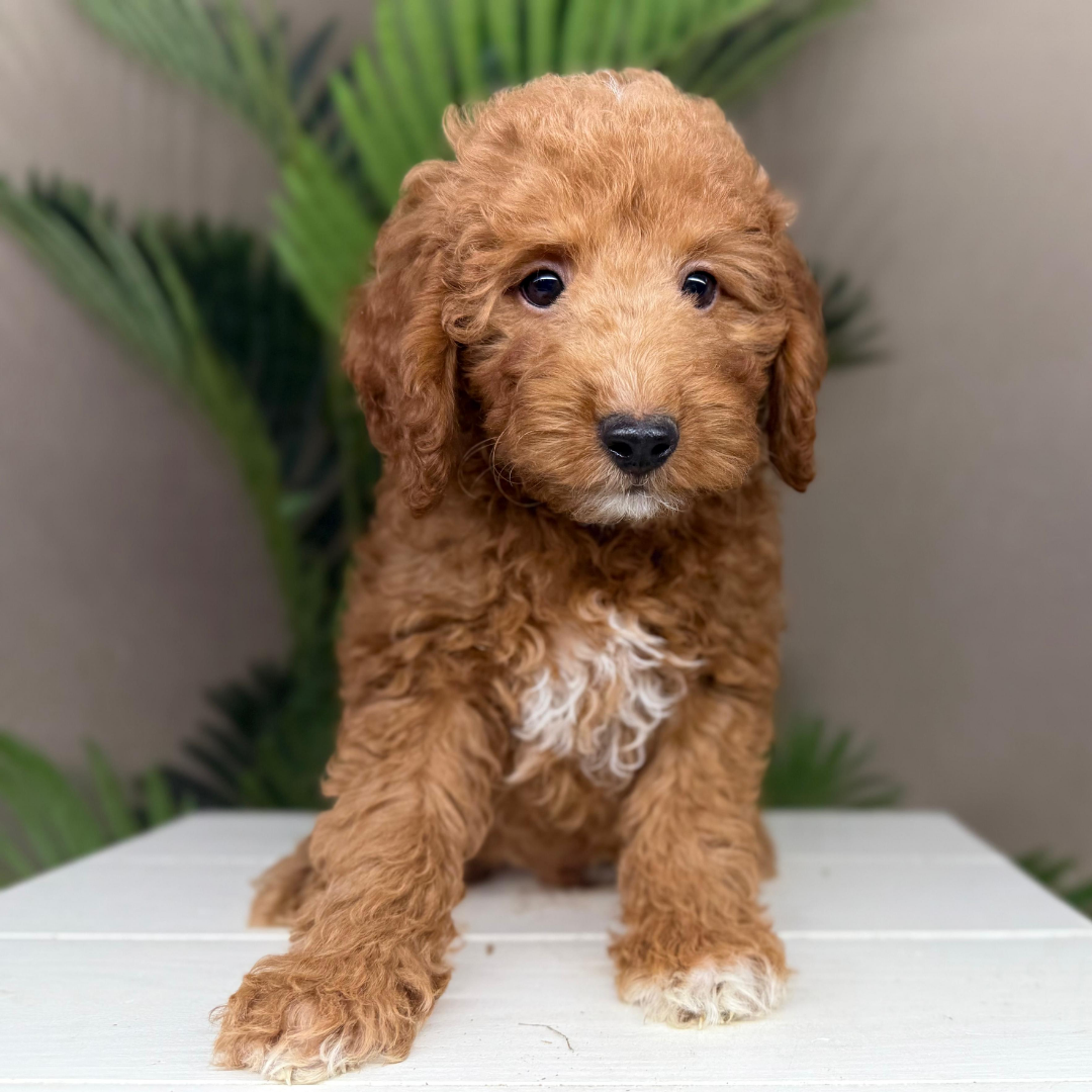 Micro-Goldendoodle-Breeder