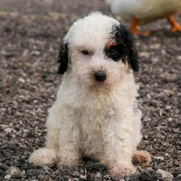 Bernedoodle-Puppy