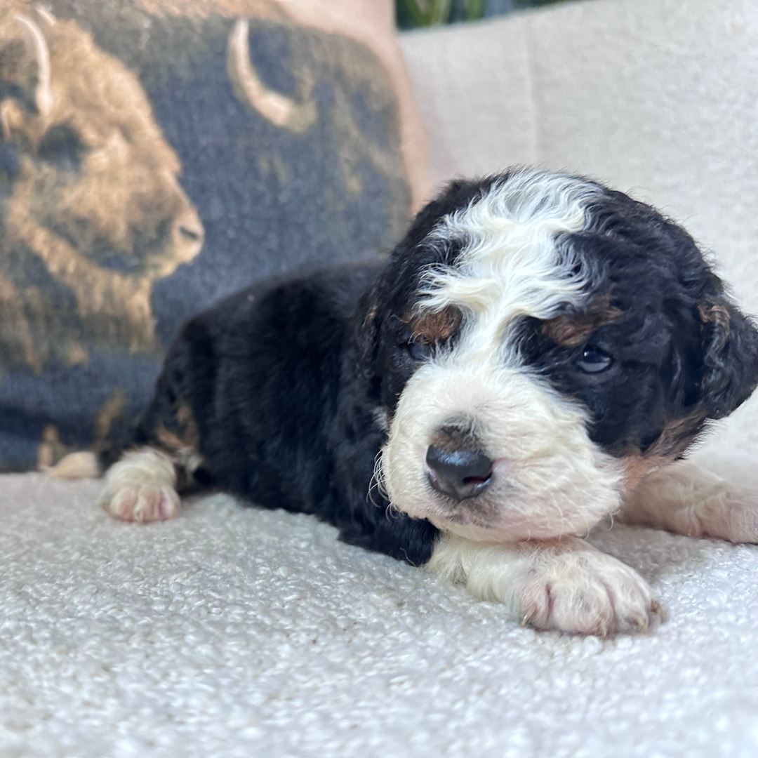 Mini-Bernedoodle-Puppy