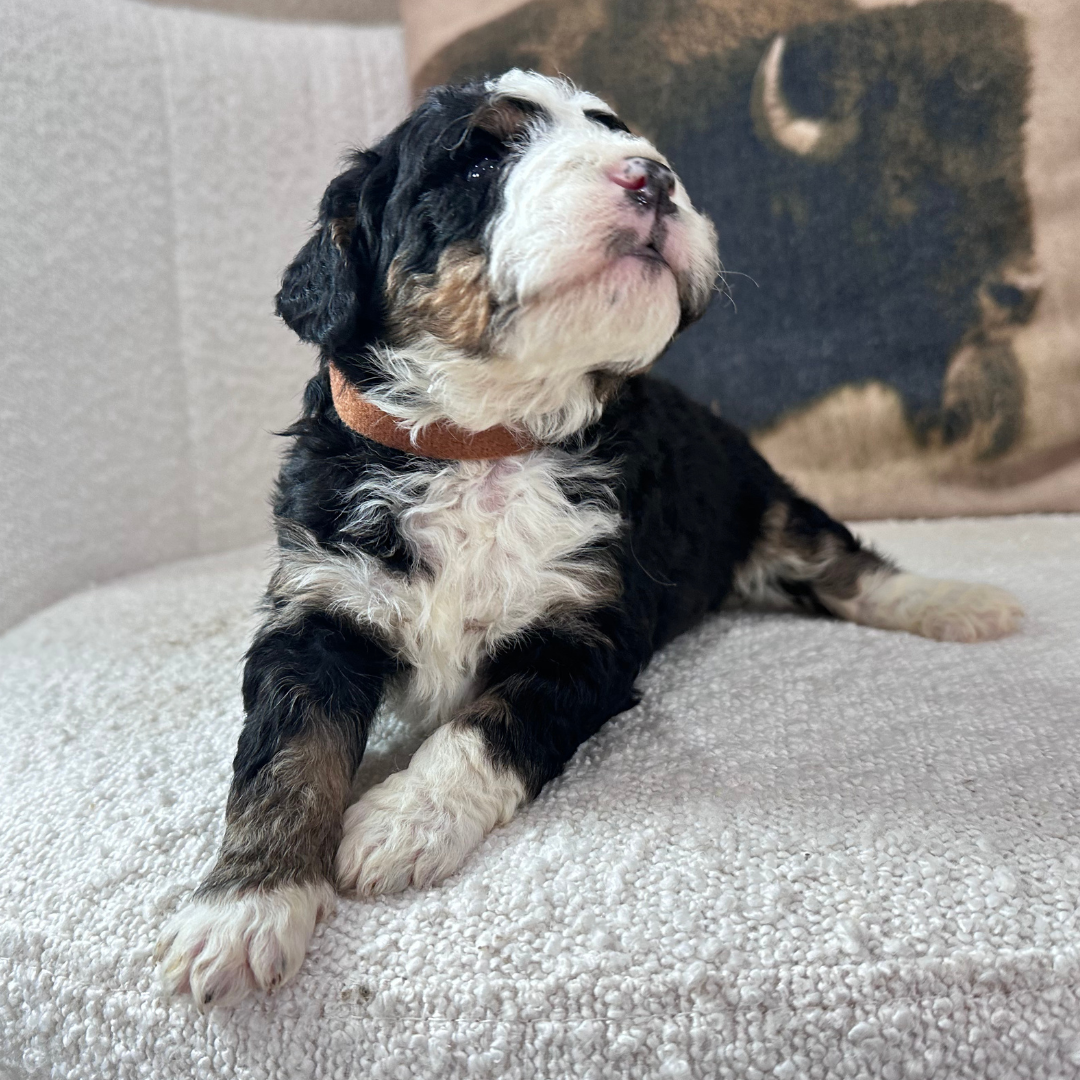 Mini-Bernedoodle-Puppy