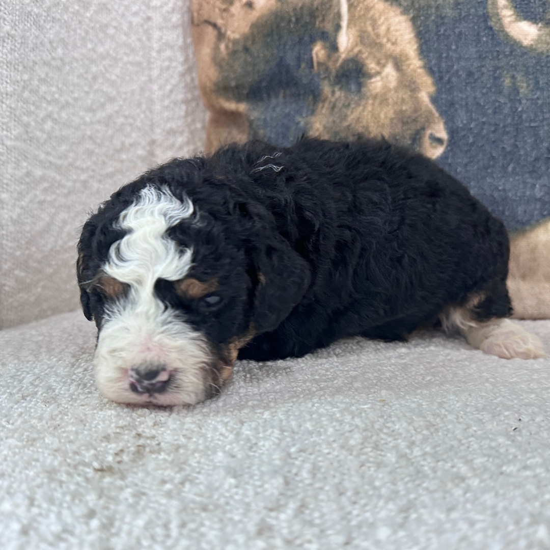 Mini-Bernedoodle-Puppy
