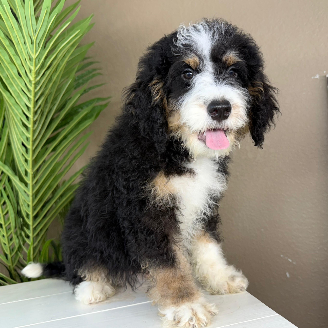 Micro-Bernedoodles