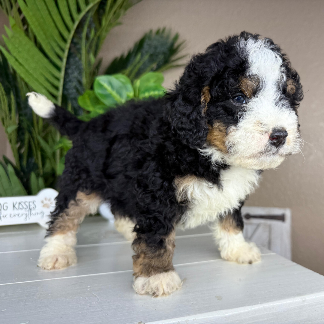 Mini-Bernedoodle-Puppy