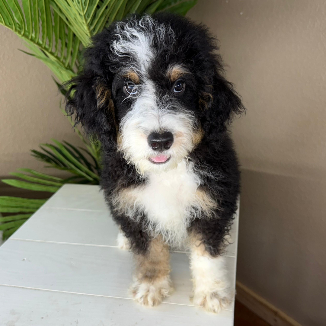 Micro-Bernedoodles