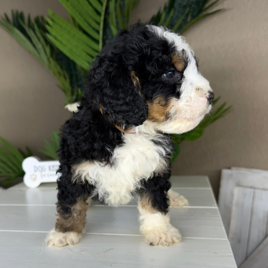 Mini-Bernedoodle-Puppy