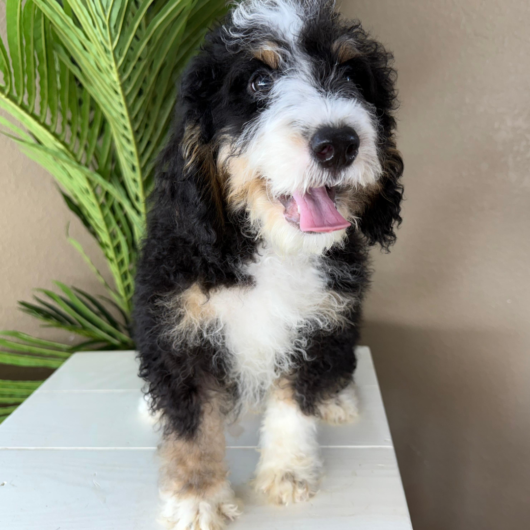 Micro-Bernedoodles