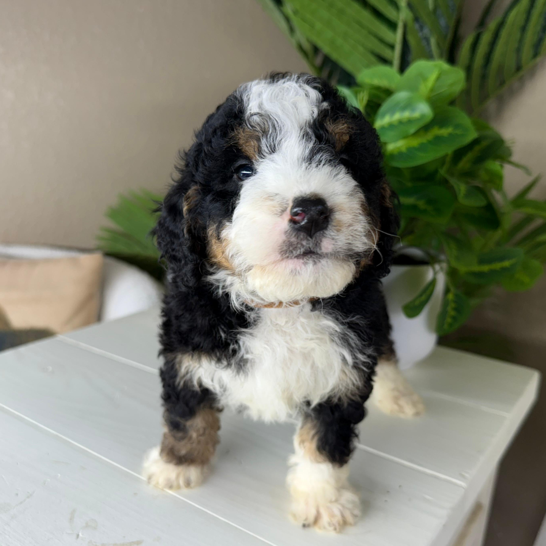 Mini-Bernedoodle-Puppy