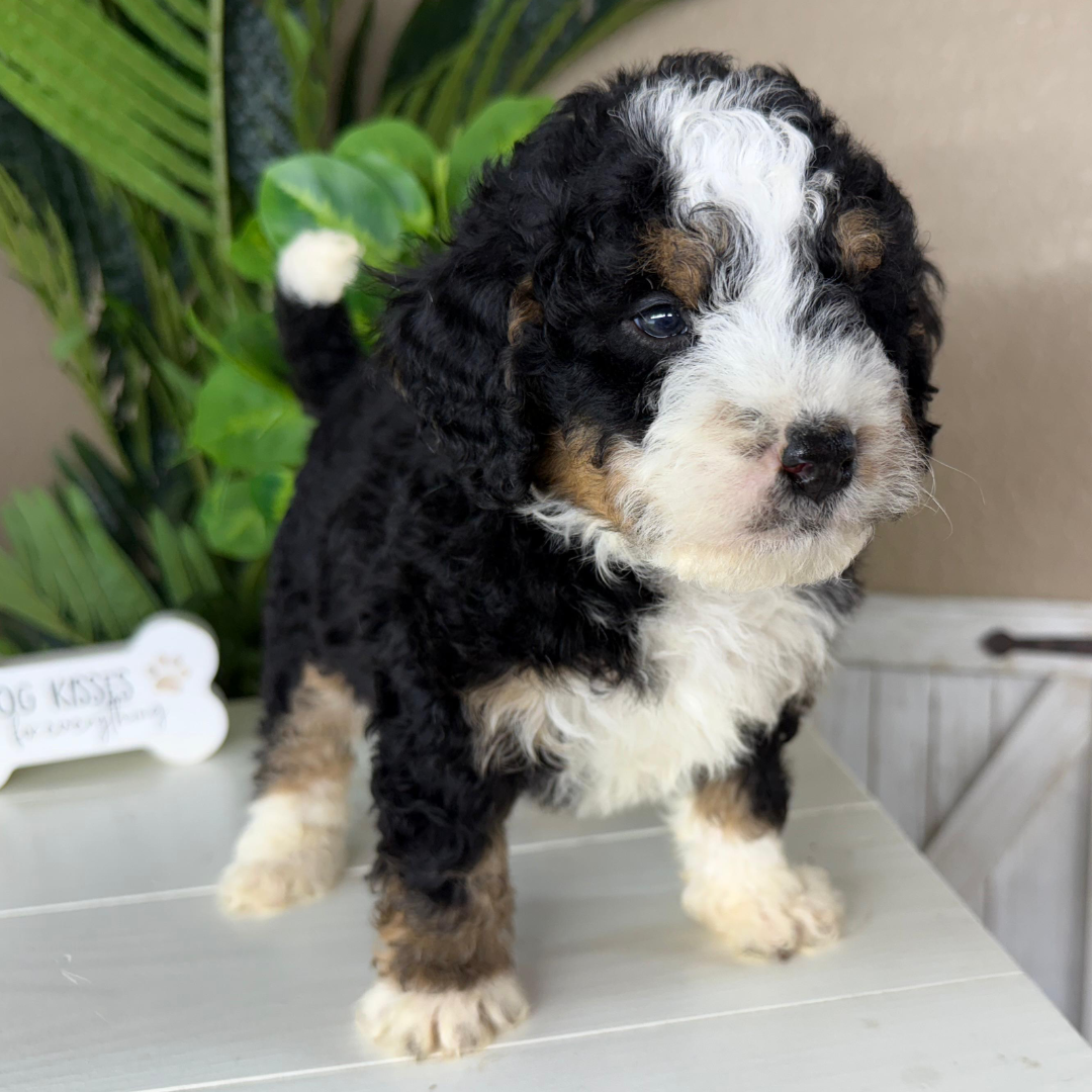 Mini-Bernedoodle-Puppy