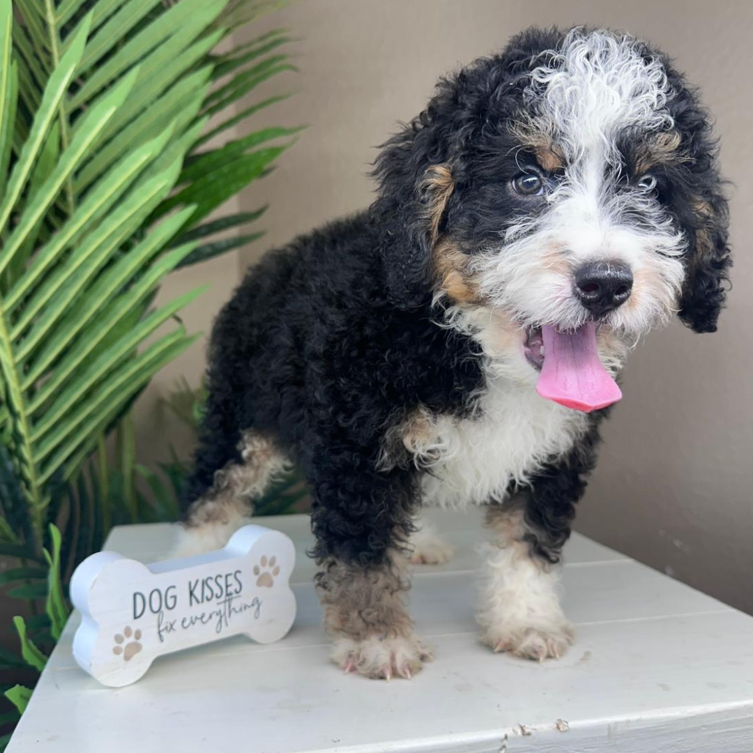 Mini-Bernedoodle-Puppy