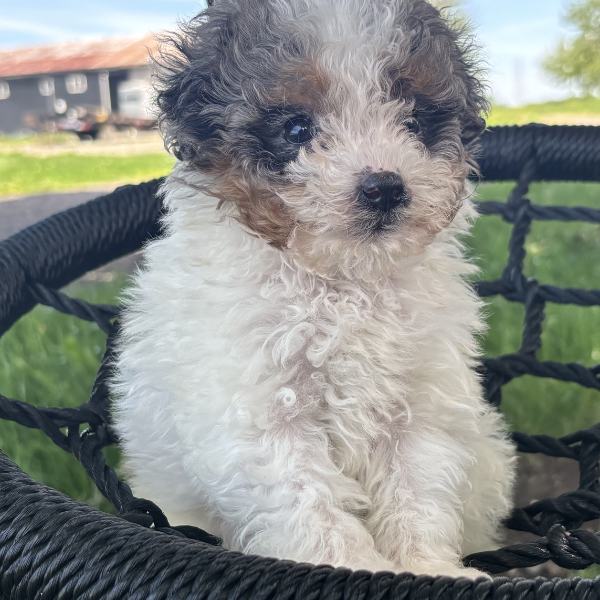Merle-Bernedoodle-Breeder