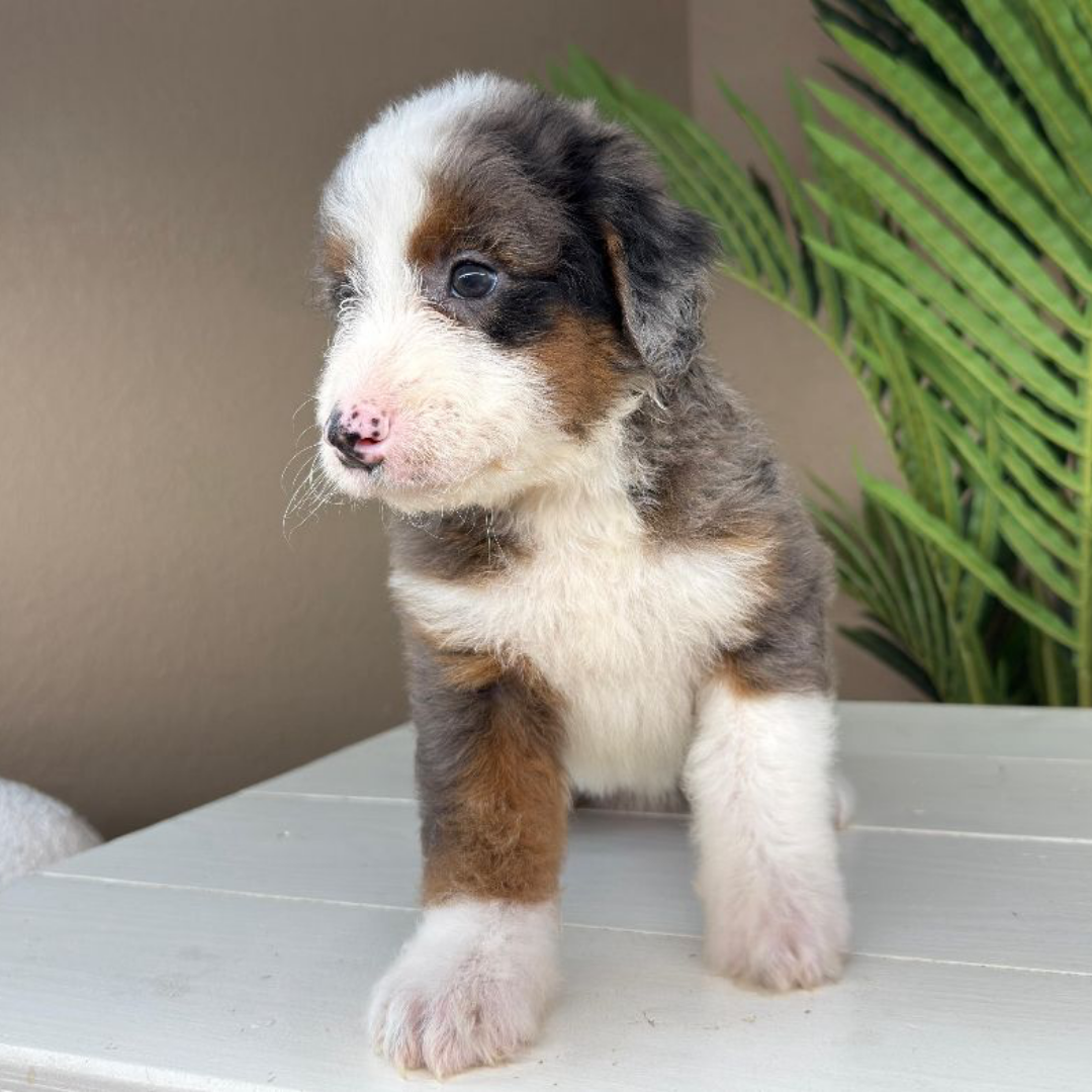 Merle-Mini-Bernedoodle
