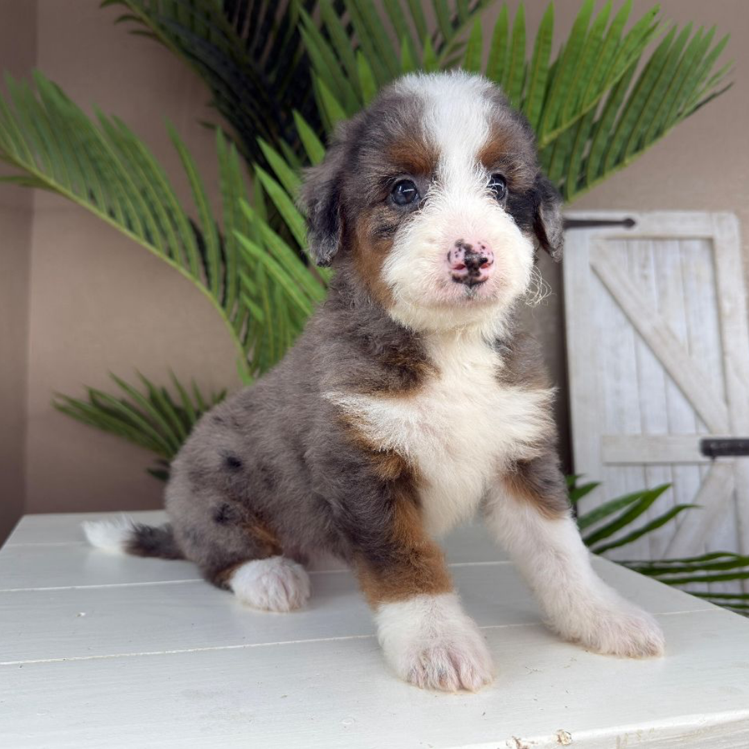 Merle-Mini-Bernedoodle