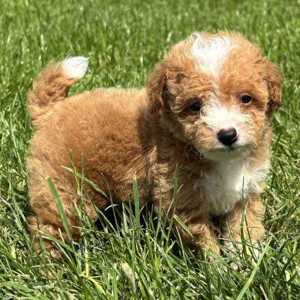 Micro-Goldendoodle-Puppy