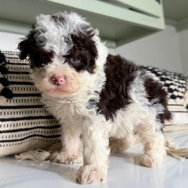 Chocolate-Bernedoodle