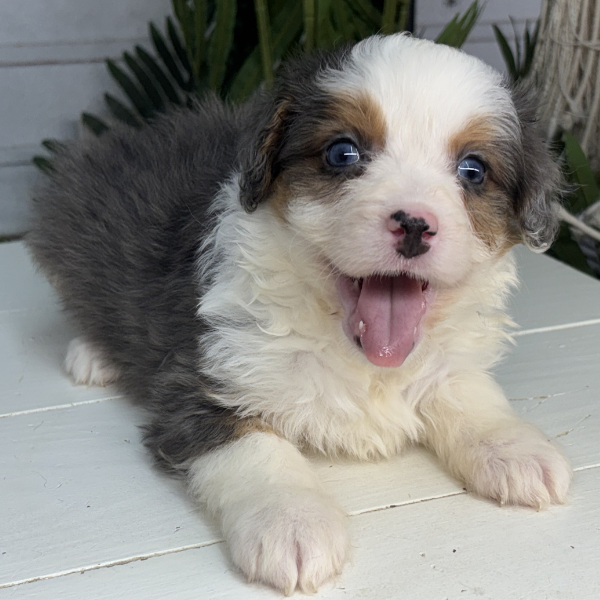 Merle-Tricolor-Bernedoodle