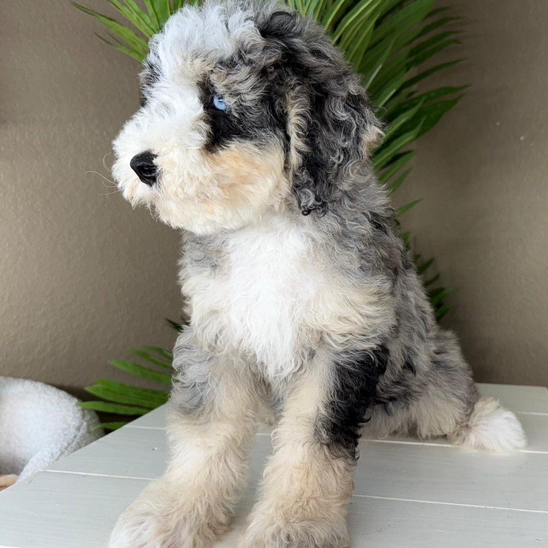 Merle-Bernedoodle-Puppy