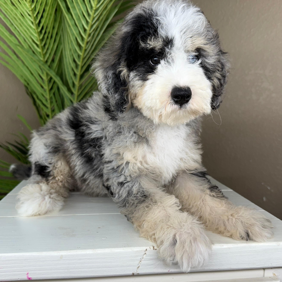 Merle-Bernedoodle-Puppy