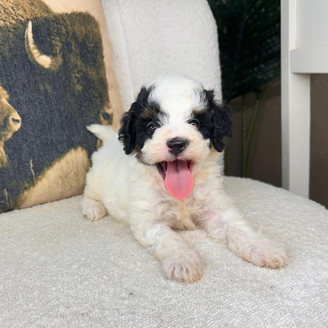 Micro-Bernedoodles