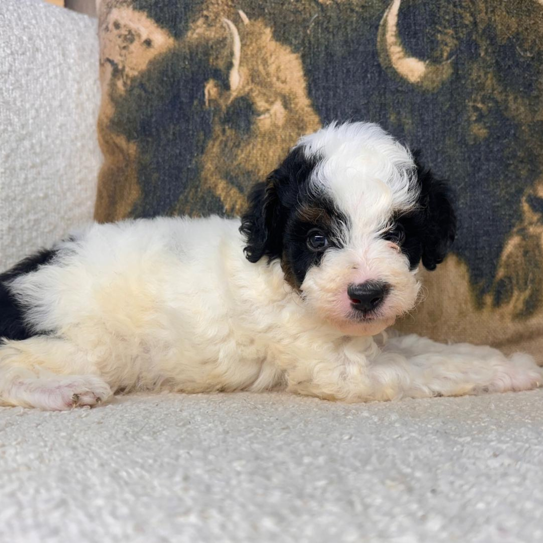 Micro-Bernedoodles
