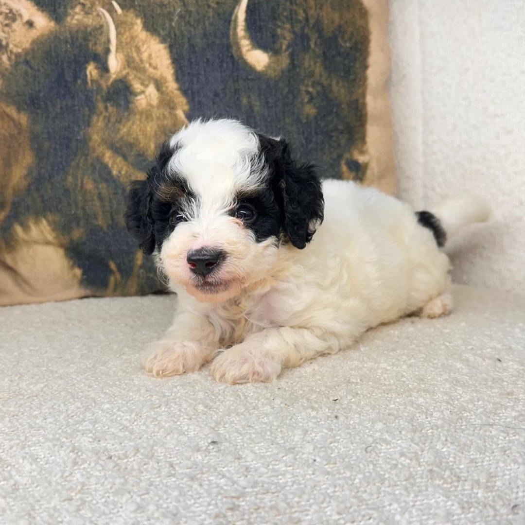 Micro-Bernedoodles