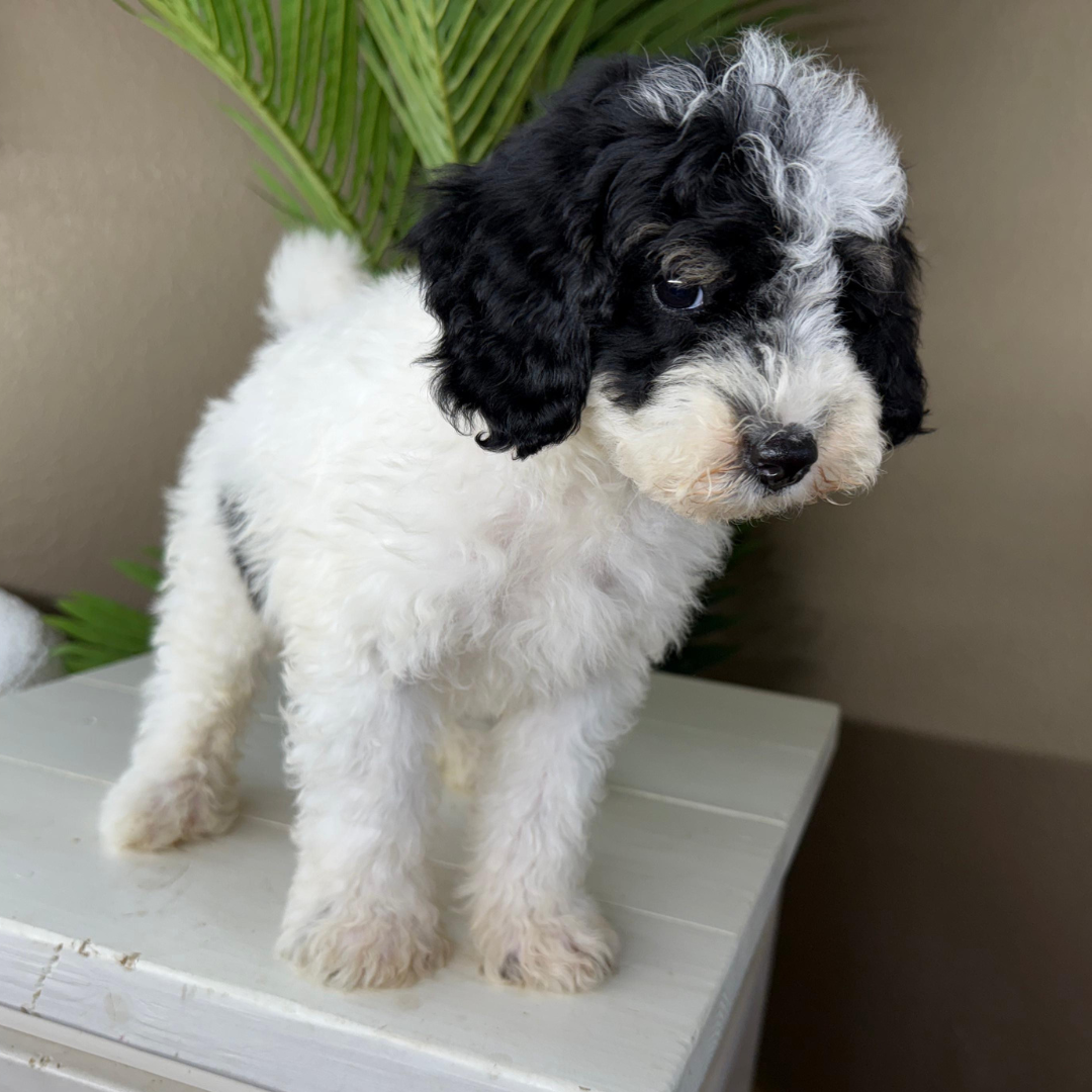 Micro-Bernedoodle-Puppy