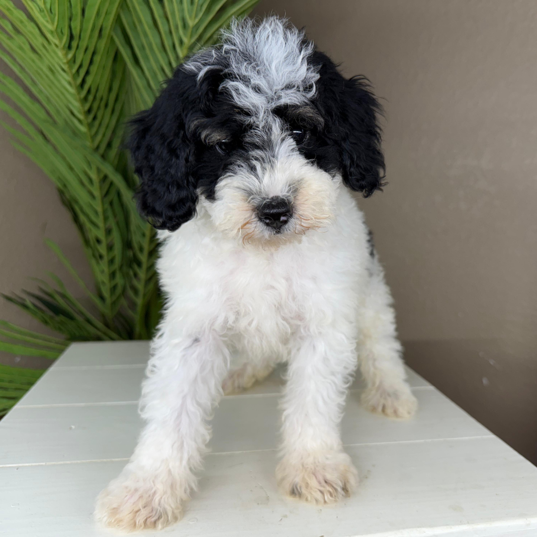 Micro-Bernedoodle-Puppy