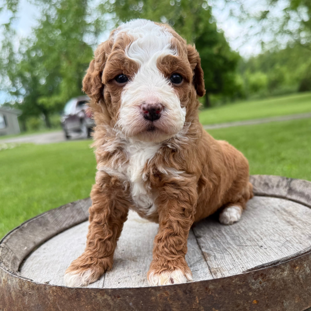 Micro-Bernedoodle-Puppy