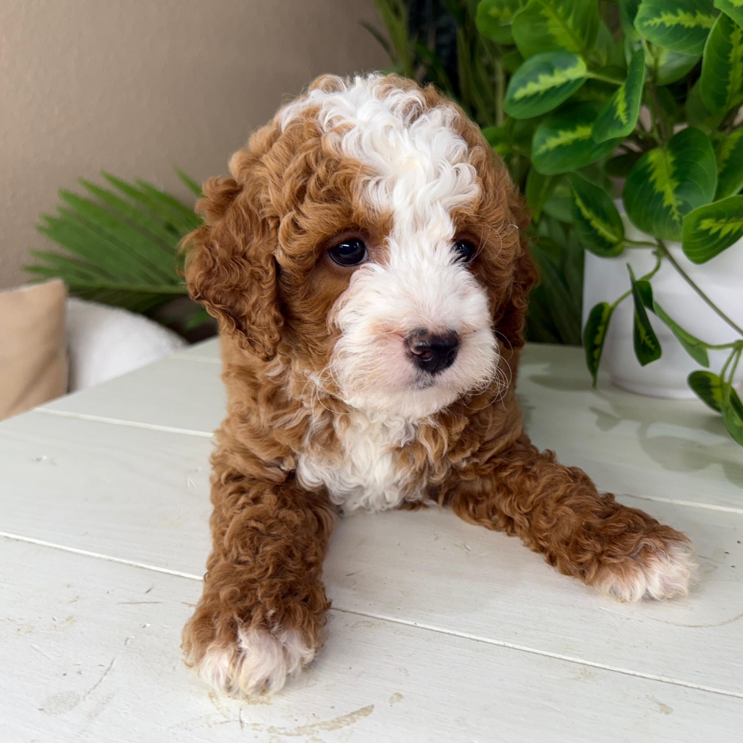 Goldendoodle-Puppies-Near-Me