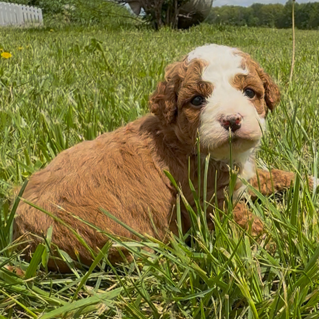 Micro-Bernedoodle-Puppy
