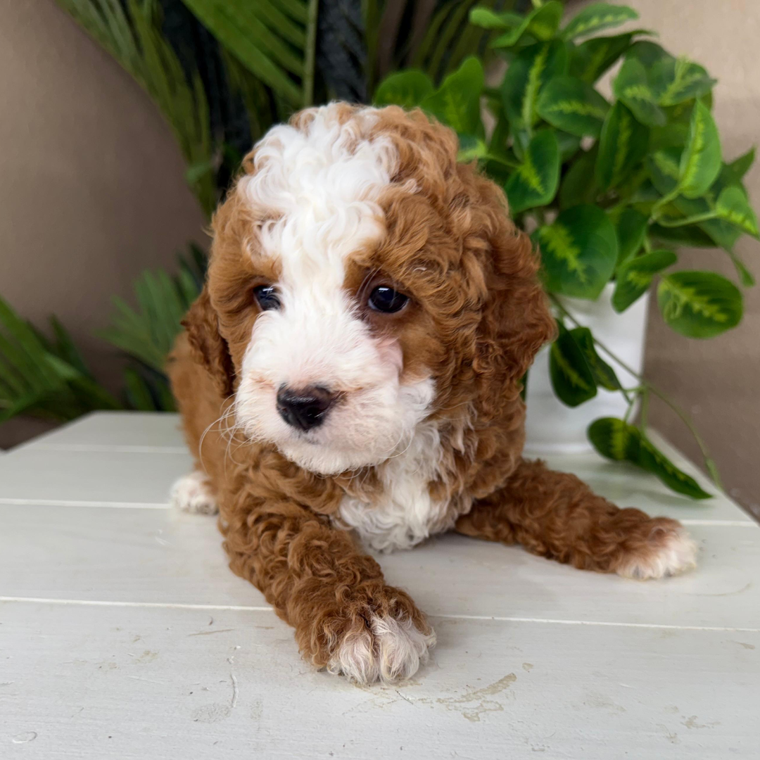 Goldendoodle-Puppies-Near-Me