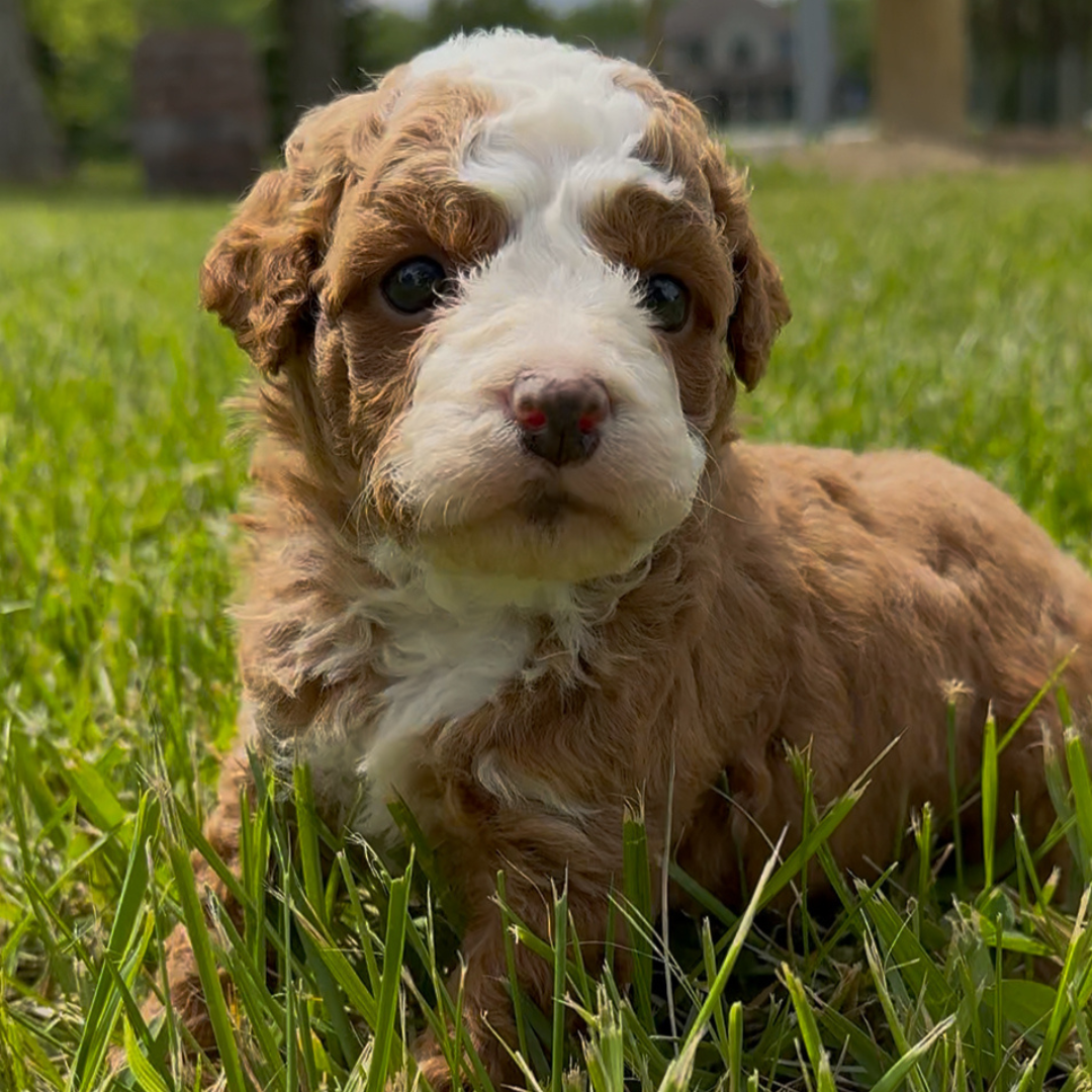Micro-Bernedoodle-Puppy
