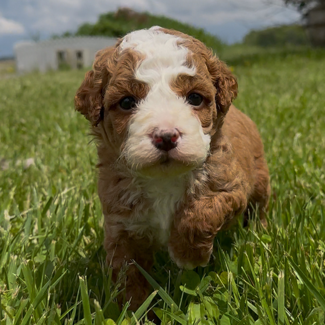 Micro-Bernedoodle-Puppy