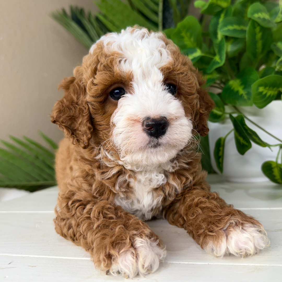 Goldendoodle-Puppies-Near-Me