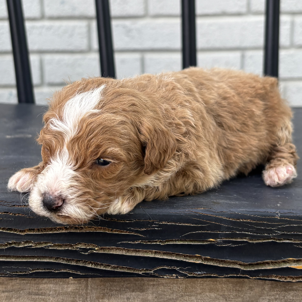 Goldendoodle-Puppy