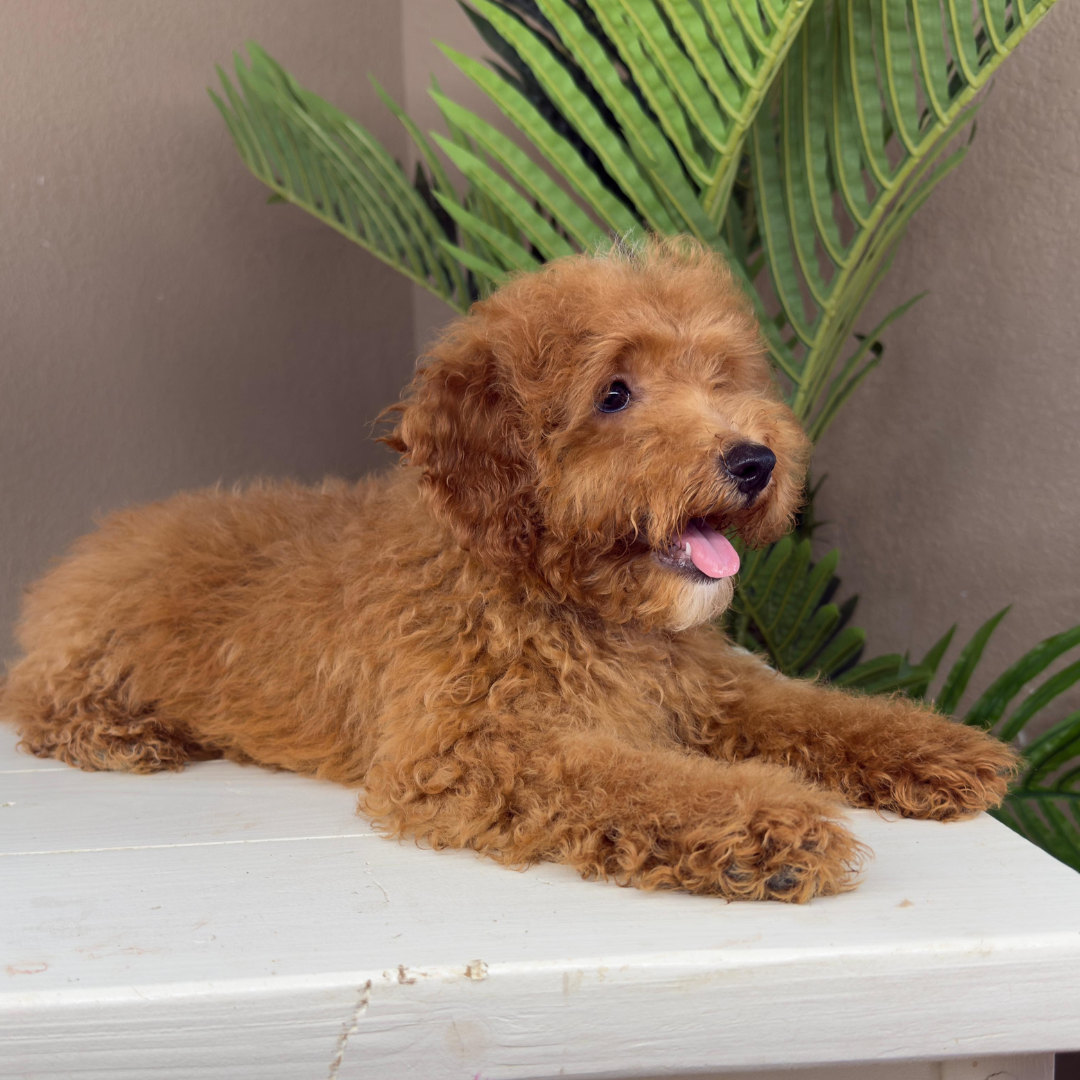 Micro-Goldendoodle-Breeder