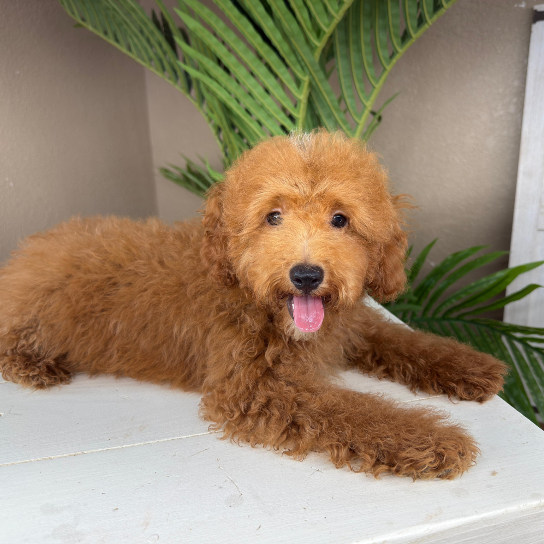 Micro-Goldendoodle-Breeder