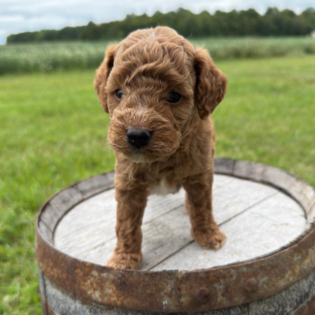 Micro-Goldendoodles